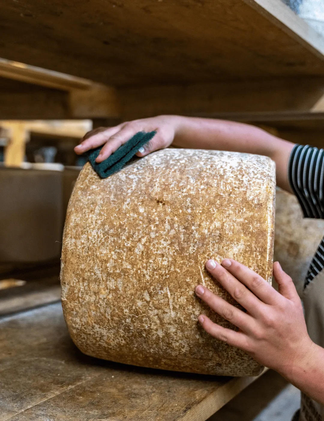 Brossage d’une meule de Cantal