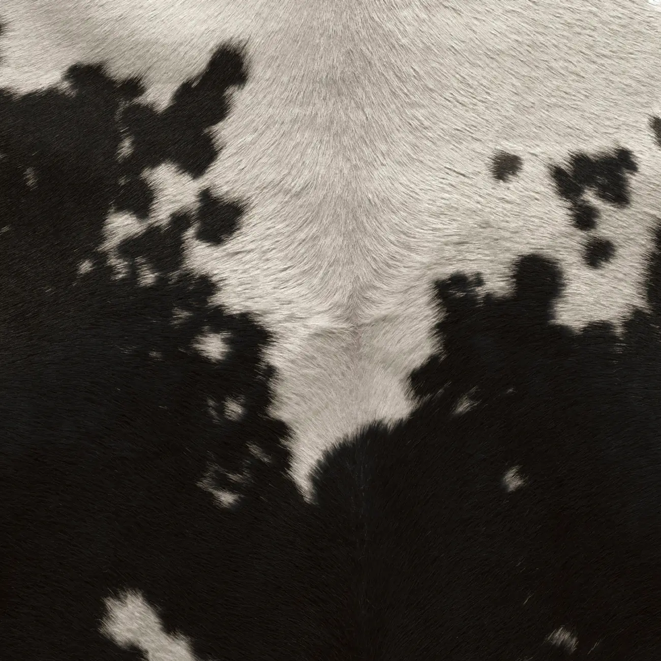 Robe pie noire d'une vache, en gros plan