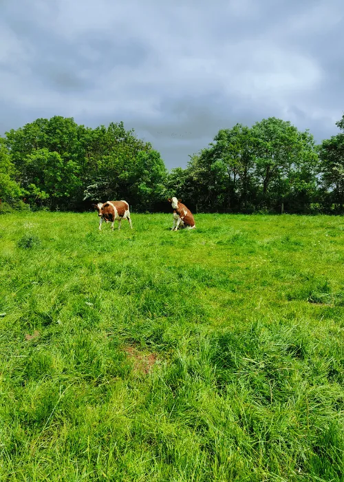 Troupeau au pâturage sur les terres de Mons