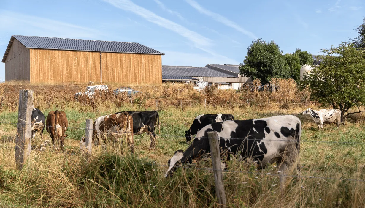 La collecte du lait